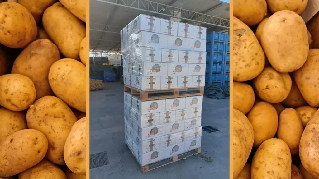 Casse di patate fresche di Patate Sole
